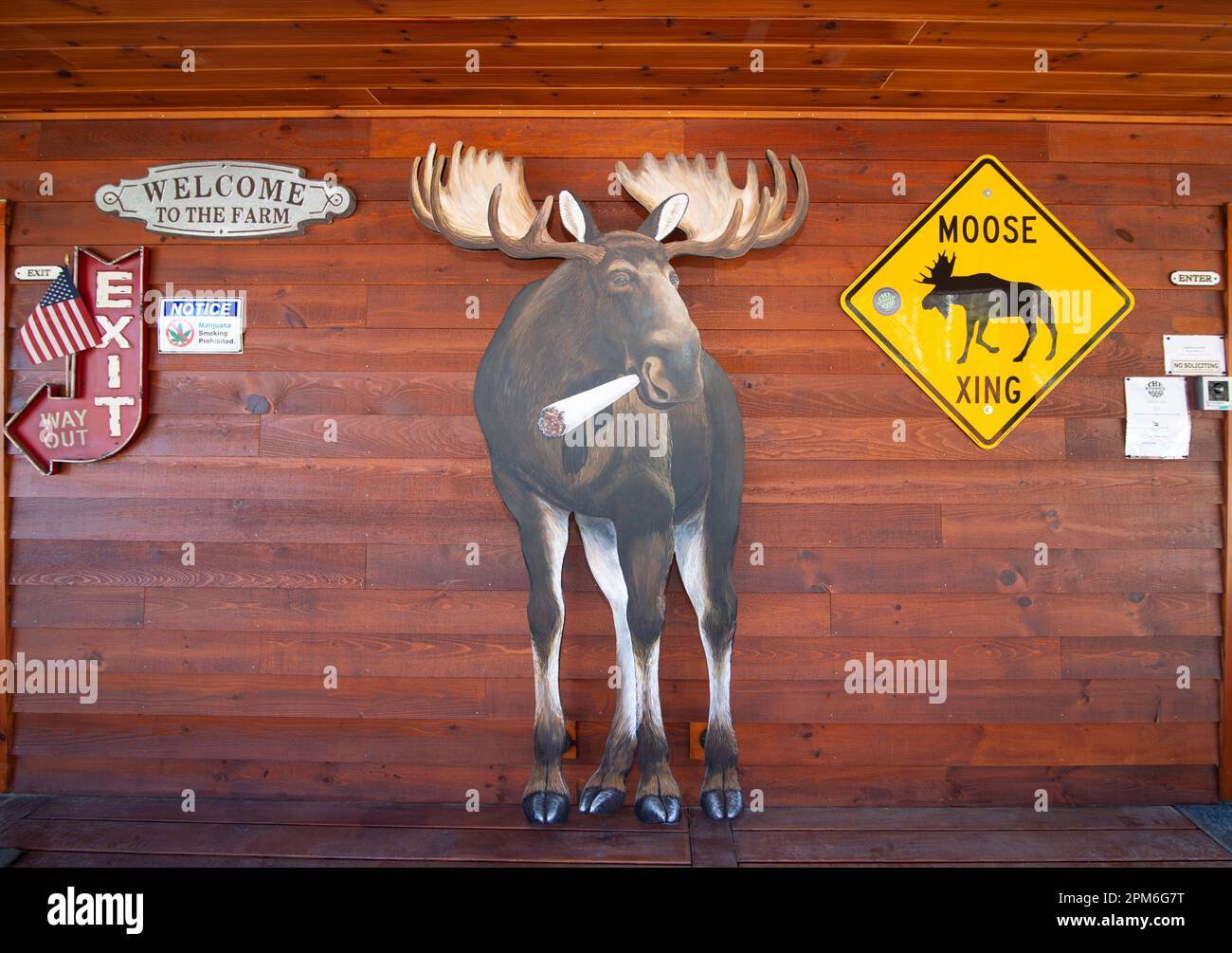 Ingresso al ‘The Stoned Moose’ a Bethel Maine, USA. Il Moose lapidato a Moosehead Farms è uno dei molti dispensari di cannabis (marijuana) aperti al pubblico da quando lo Stato legalizzò l'uso ricreativo, la vendita al dettaglio e la tassazione della cannabis ad adulti di età superiore ai 21 anni nel 2016. La fattoria sulla Sunday River Road è a 7 miglia (11km km) dalla grande stazione sciistica di Sunday River nel Maine meridionale. Foto Stock