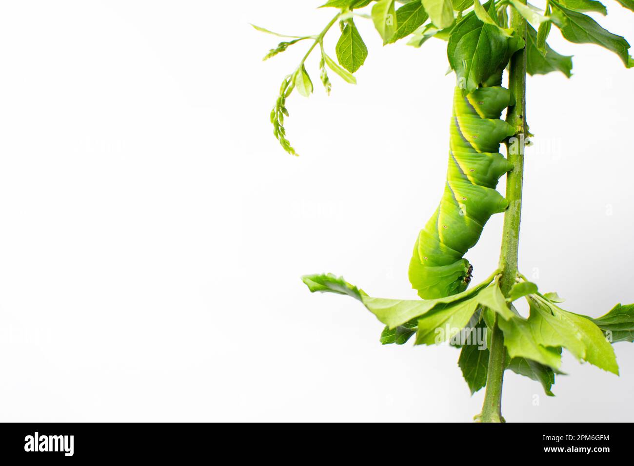 bruco grumoso verde isolato su sfondo bianco. Baco di pomodoro isolato con alcune foglie verdi. Impianto di alimentazione Caterpillar. Foto Stock