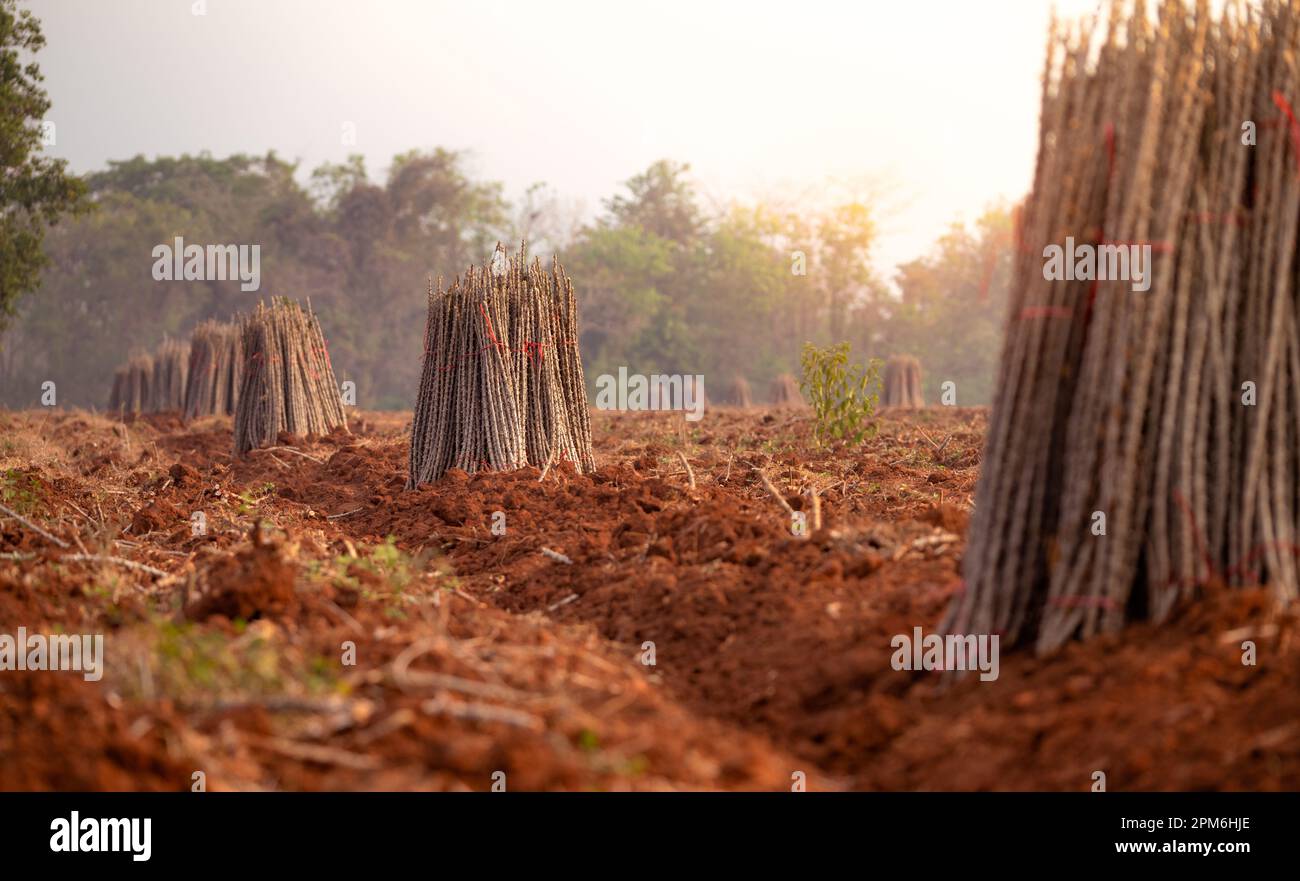 Fattoria di manioca. Campo vegetale di manioca o tapioca. Fascio di alberi di manioca in fattoria di manioca. Il campo arato per piantare raccolti. Agricoltura sostenibile. Foto Stock