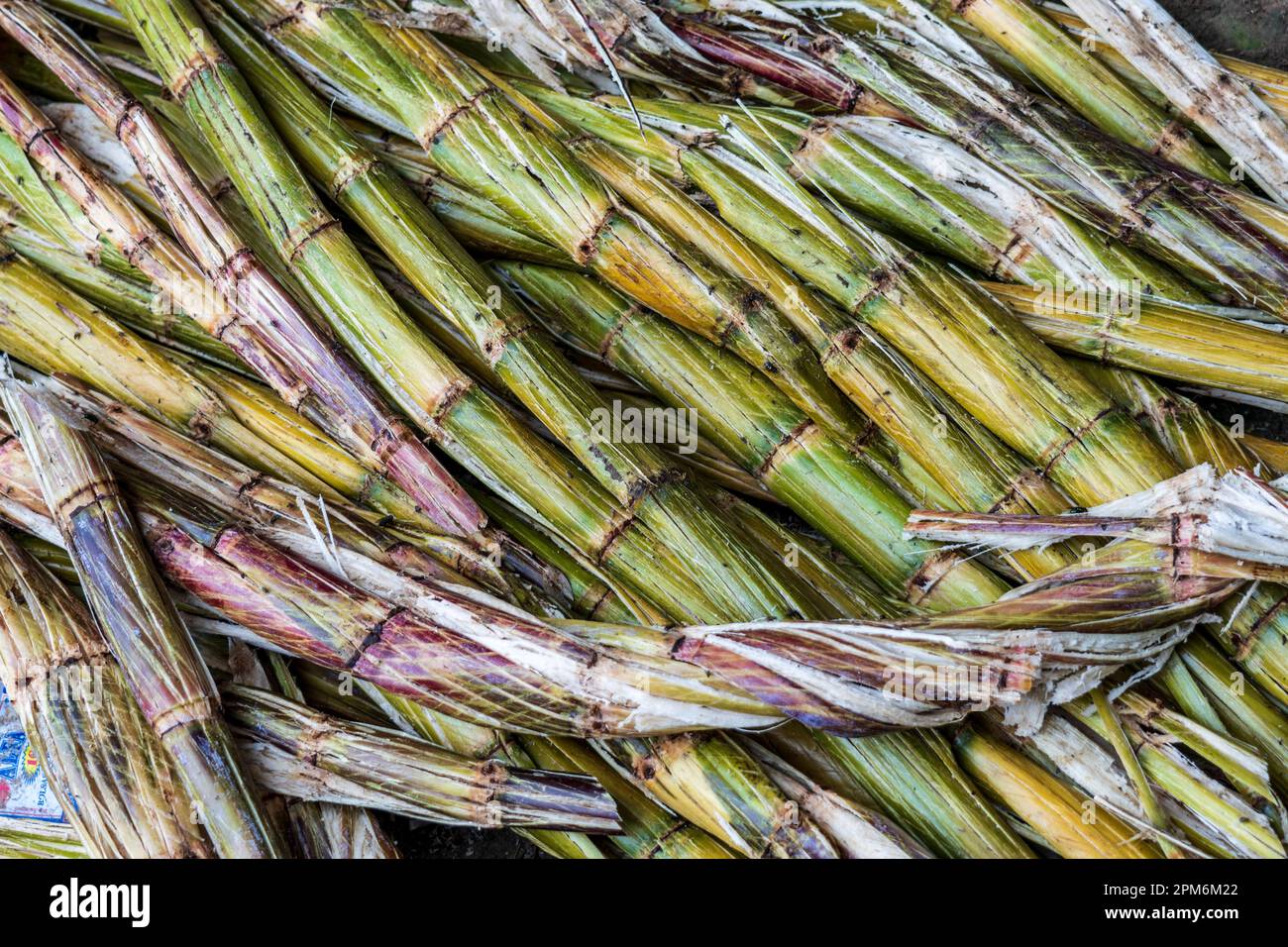 La canna da zucchero (Saccharum officinarum) è una pianta ad alta intensità idrica coltivata ampiamente nel bacino del Rio delle Amazzoni Foto Stock