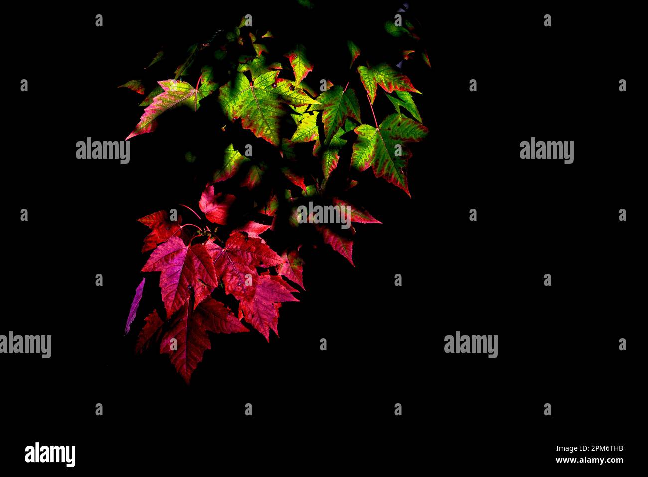 Le foglie rosse e verdi si alzano dall'infuocata nerezza, annunciando la morte dell'anno. Foto Stock