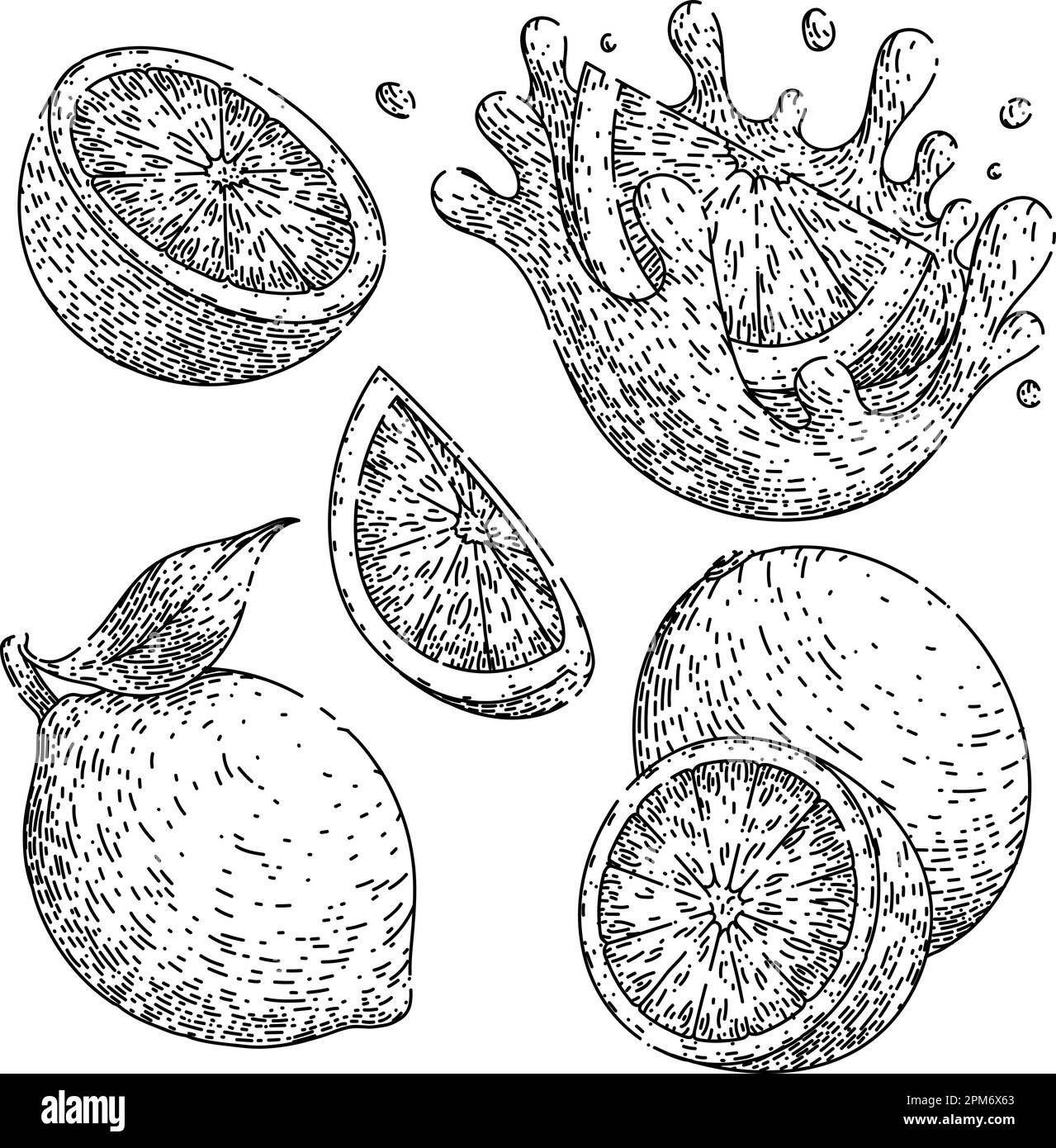 lime verde frutta set schizzo disegnato a mano vettore Illustrazione Vettoriale