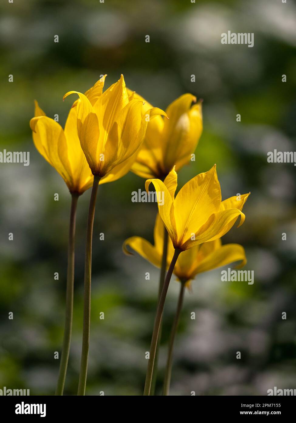 Primo piano di fiore di tulipano di specie selvatiche (Tulipa sylvestris) in primavera su uno sfondo scuro Foto Stock