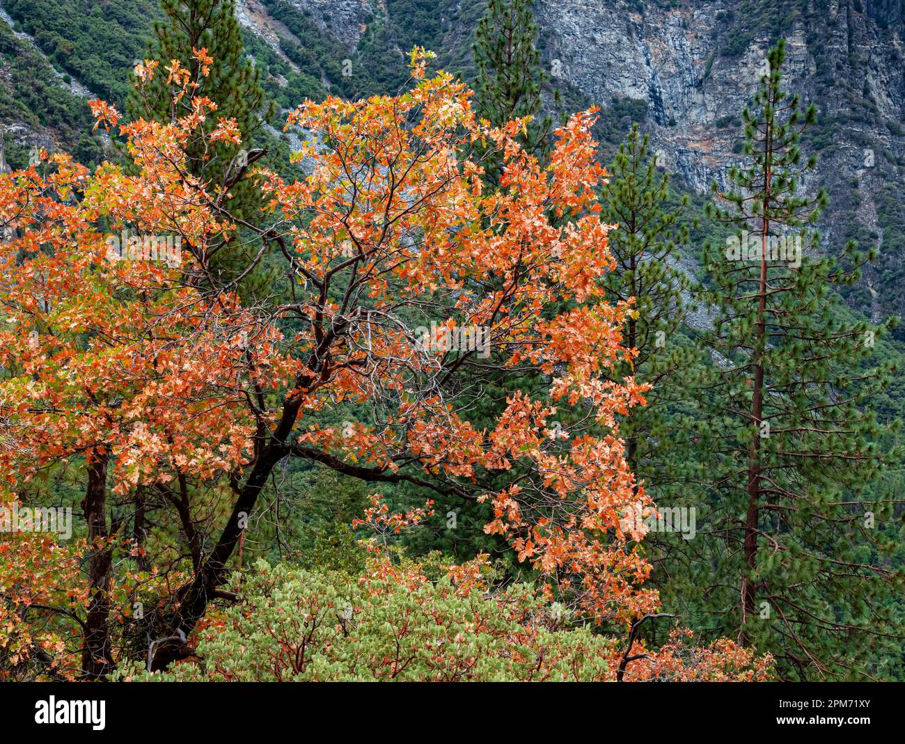 Gli aceri sono alcuni dei primi alberi a mostrare cambiamenti di colore in tarda estate, Yosemite Valley, Yosemite National Park, California Foto Stock