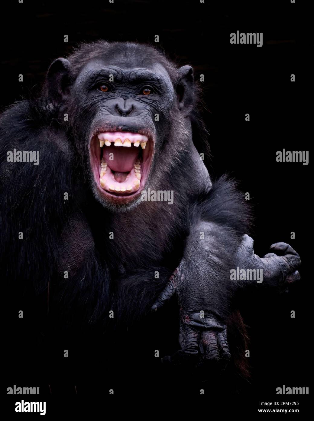 Ritratto del Chimpanzee (Pan troglodytes) Foto Stock