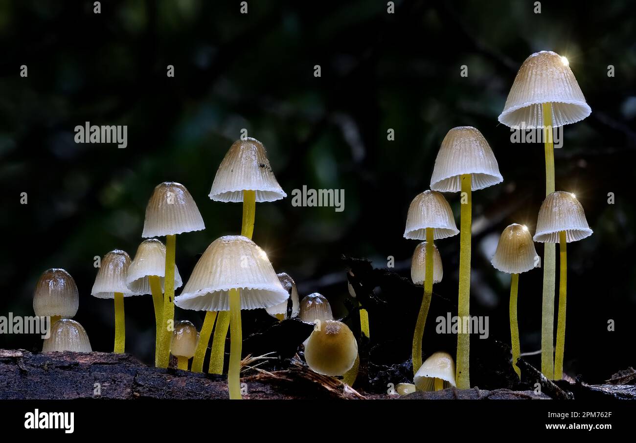 Macro primo piano foto di Micena aff. Epipterygia funghi a Hobart, Tasmania, Australia Foto Stock