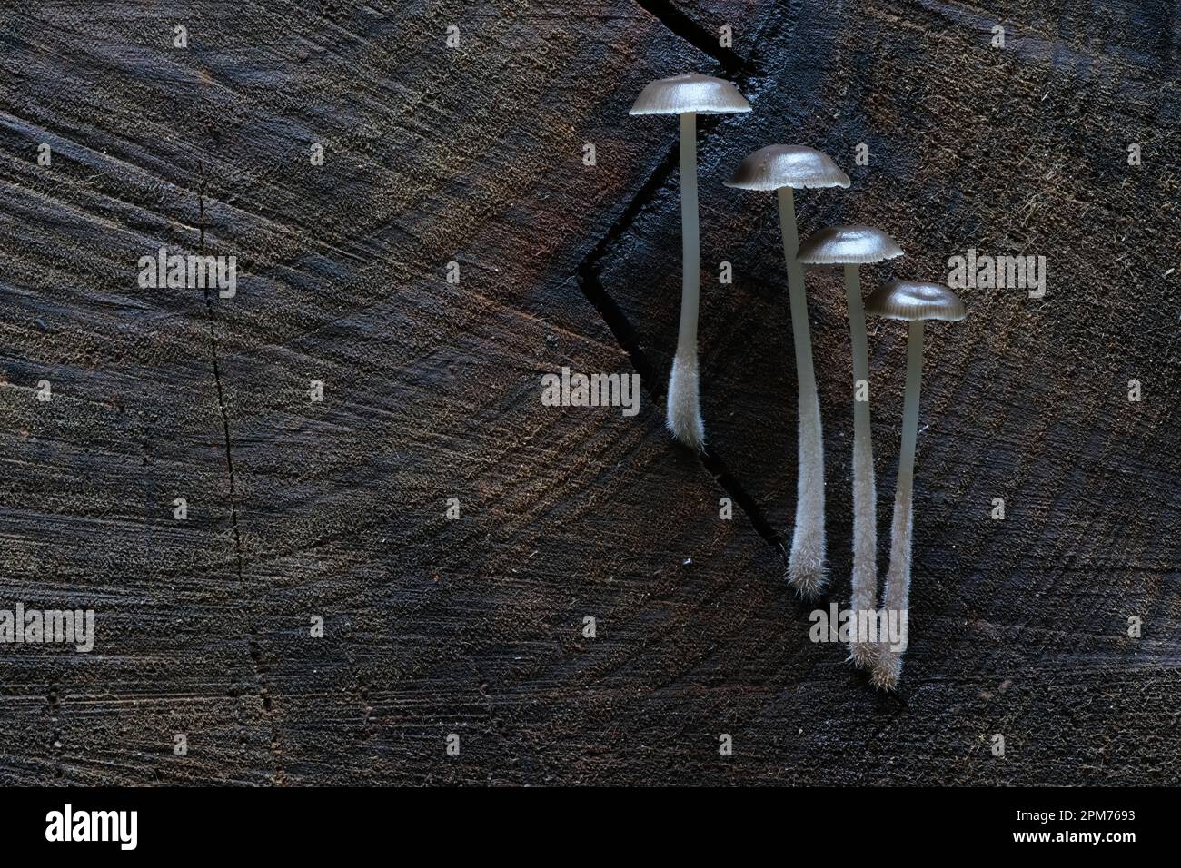 Macro primo piano di micena tuvara funghi a Hobart, Tasmania, Australia Foto Stock