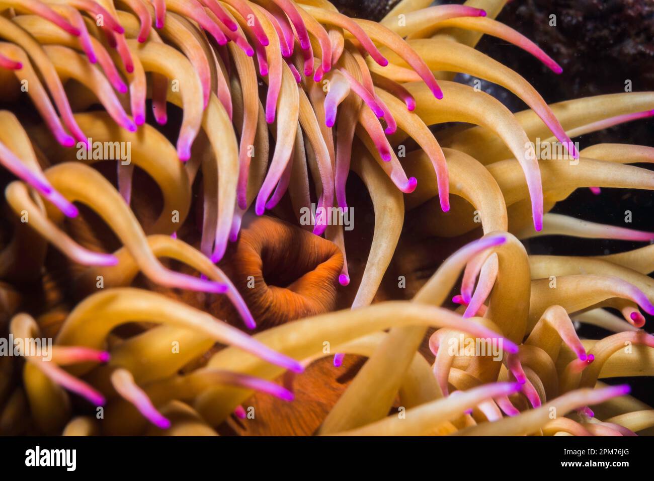 Una macro di un anemone Falso prugna sott'acqua (Pseudactinia flagellifera) con un corpo arancione e tentacoli crema con punte malve Foto Stock