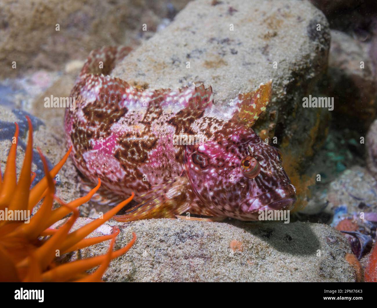 Un Super Klipfish (Clinus superciliosus) sul pavimento dell'oceano con un bel disegno rosa e marrone Foto Stock