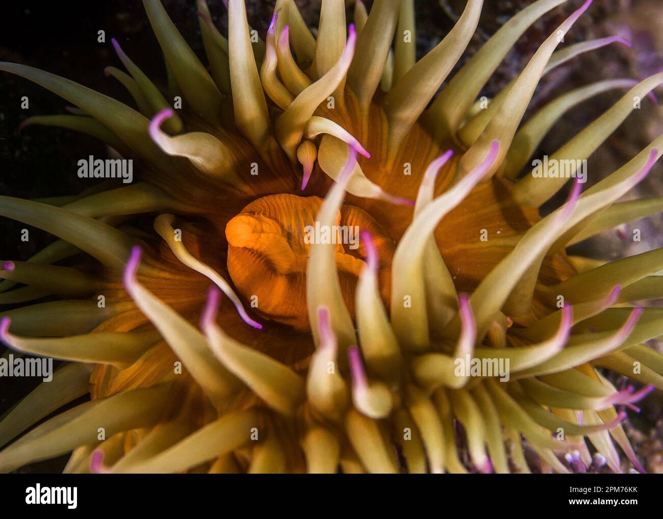 Una macro di un anemone Falso prugna sott'acqua (Pseudactinia flagellifera) con un corpo arancione e tentacoli crema con punte malve Foto Stock