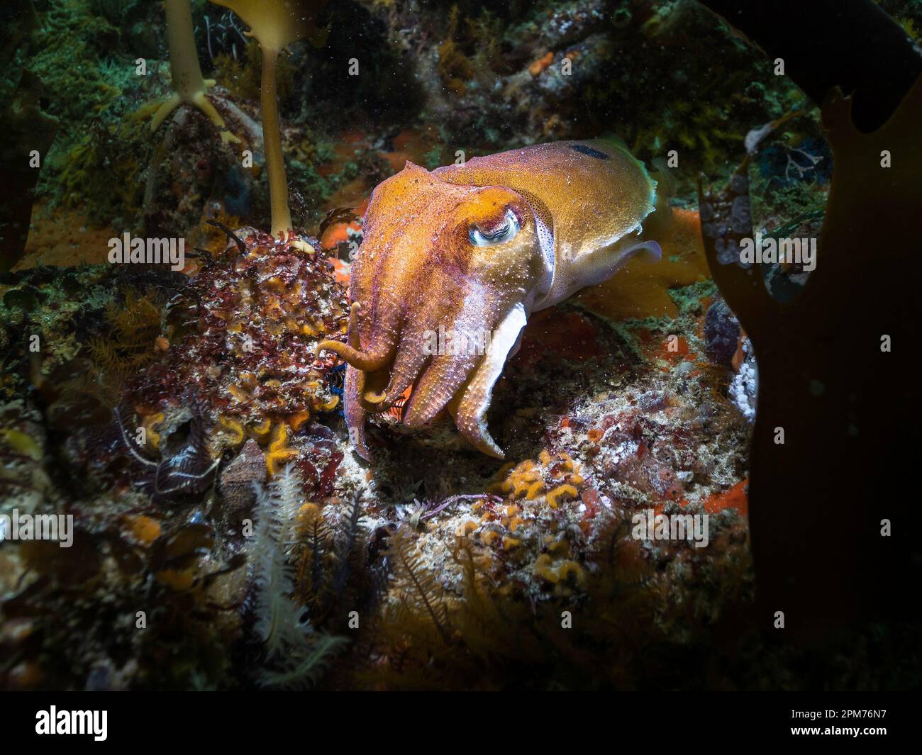 Cuttlefish comune (Sepia vermiculata) che si nasconde tra il kelp su una roccia di fronte alla macchina fotografica Foto Stock