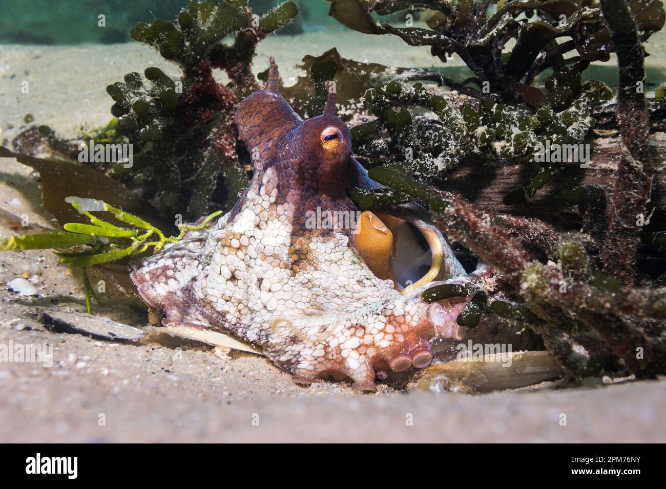 Polpo comune (Octopus vulgaris) mimetizzazione di fronte alla sua apertura di tana Foto Stock