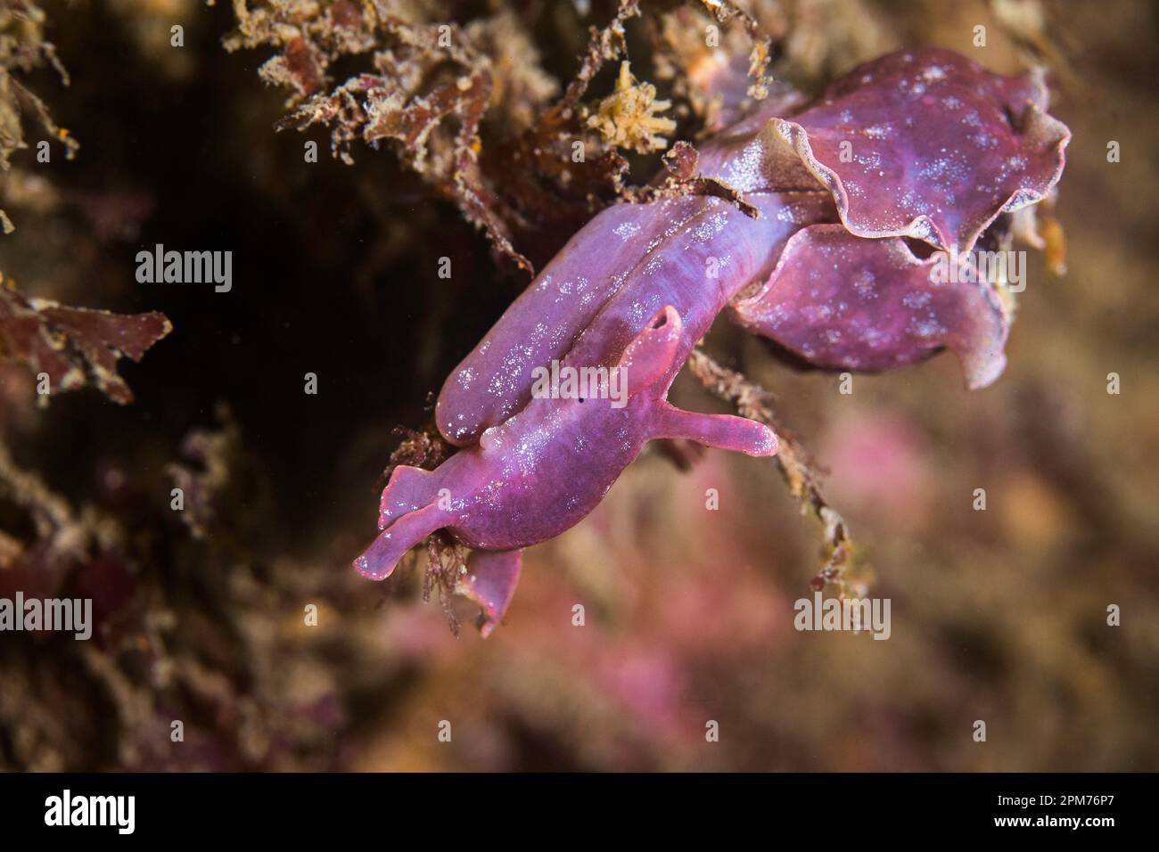 Lepre nana (Aplysia parvula) di colore rosso-marrone sulla barriera corallina sott'acqua Foto Stock