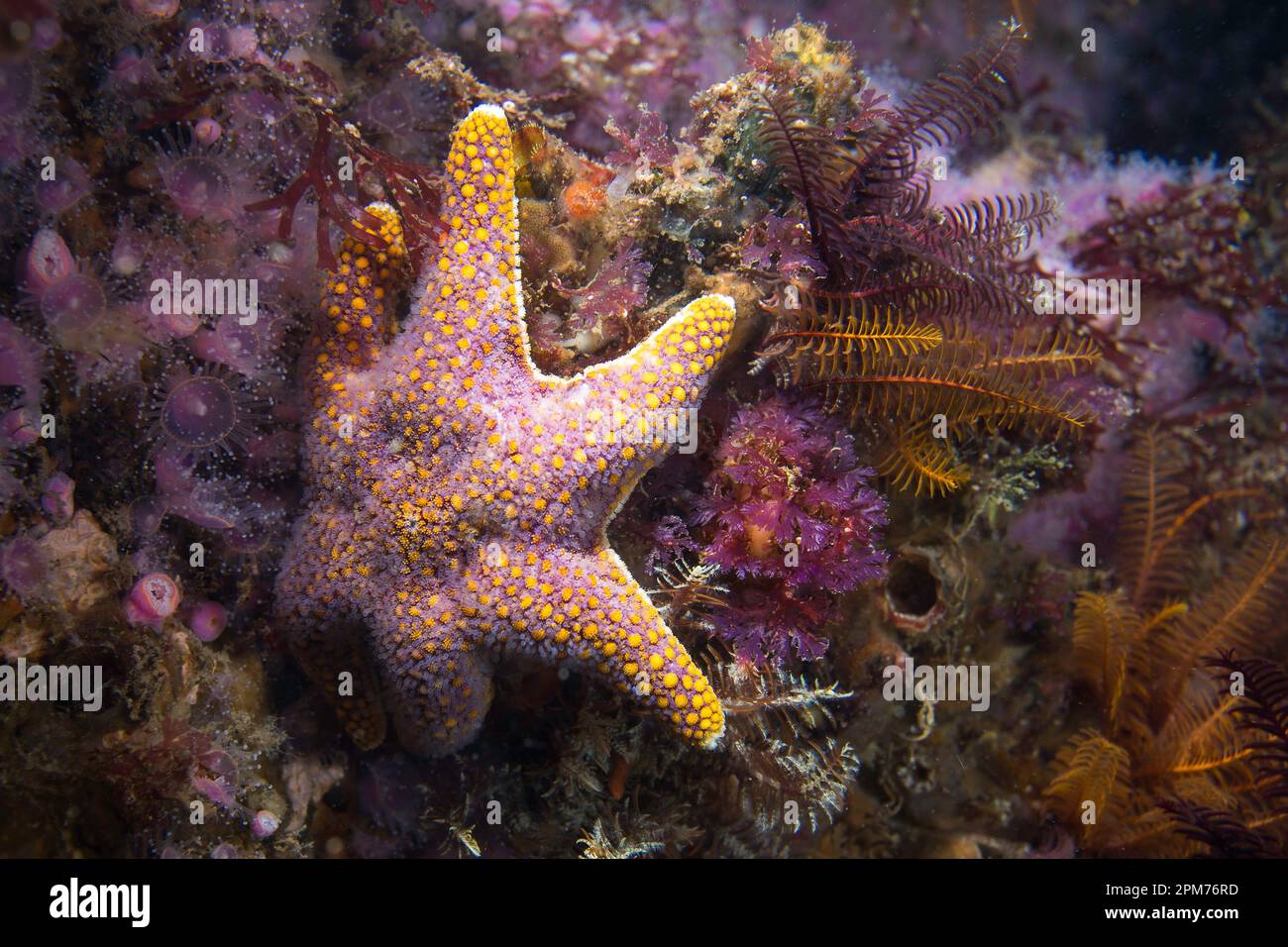 Una stella del Mar Rosso (Callopatria granifera) sulla barriera corallina sott'acqua con un corpo giallo-rosa e sei braccia Foto Stock