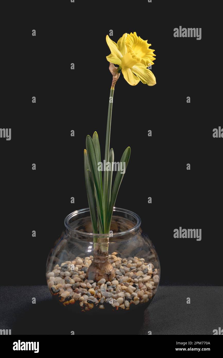 singolo daffodil giallo brillante che cresce in una ciotola di pesce in ghiaia naturale marrone e beige su sfondo grigio scuro e nero Foto Stock