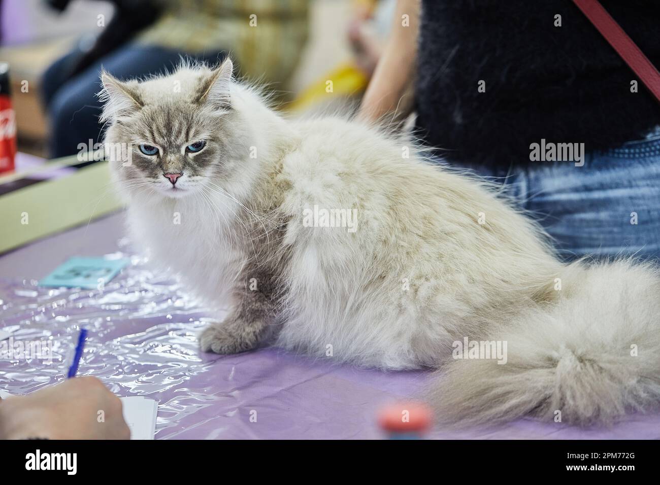 Gatto siberiano siede con le zampe ripiegate sul tavolo. Foto Stock