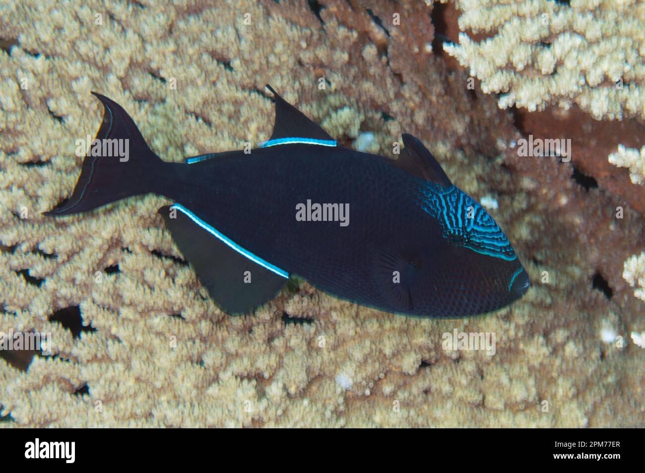 Black Triggerfish, Melichthys niger, Flying Fish Cove sito di immersione, Christmas Island, Australia Foto Stock