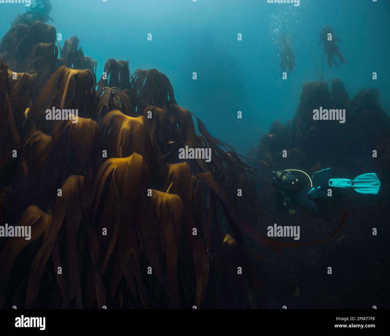 Un subacqueo che nuota attraverso una profonda foresta di kelp che mostra molto grande Ecklonia maxima foglie torreggianti accanto al subacqueo Foto Stock