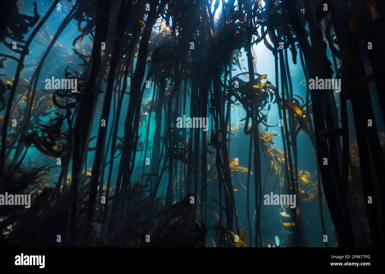 Una foresta di kelp che mostra principalmente Ecklonia maxa dal basso con gli alti gambi che raggiungono la superficie dell'acqua Foto Stock