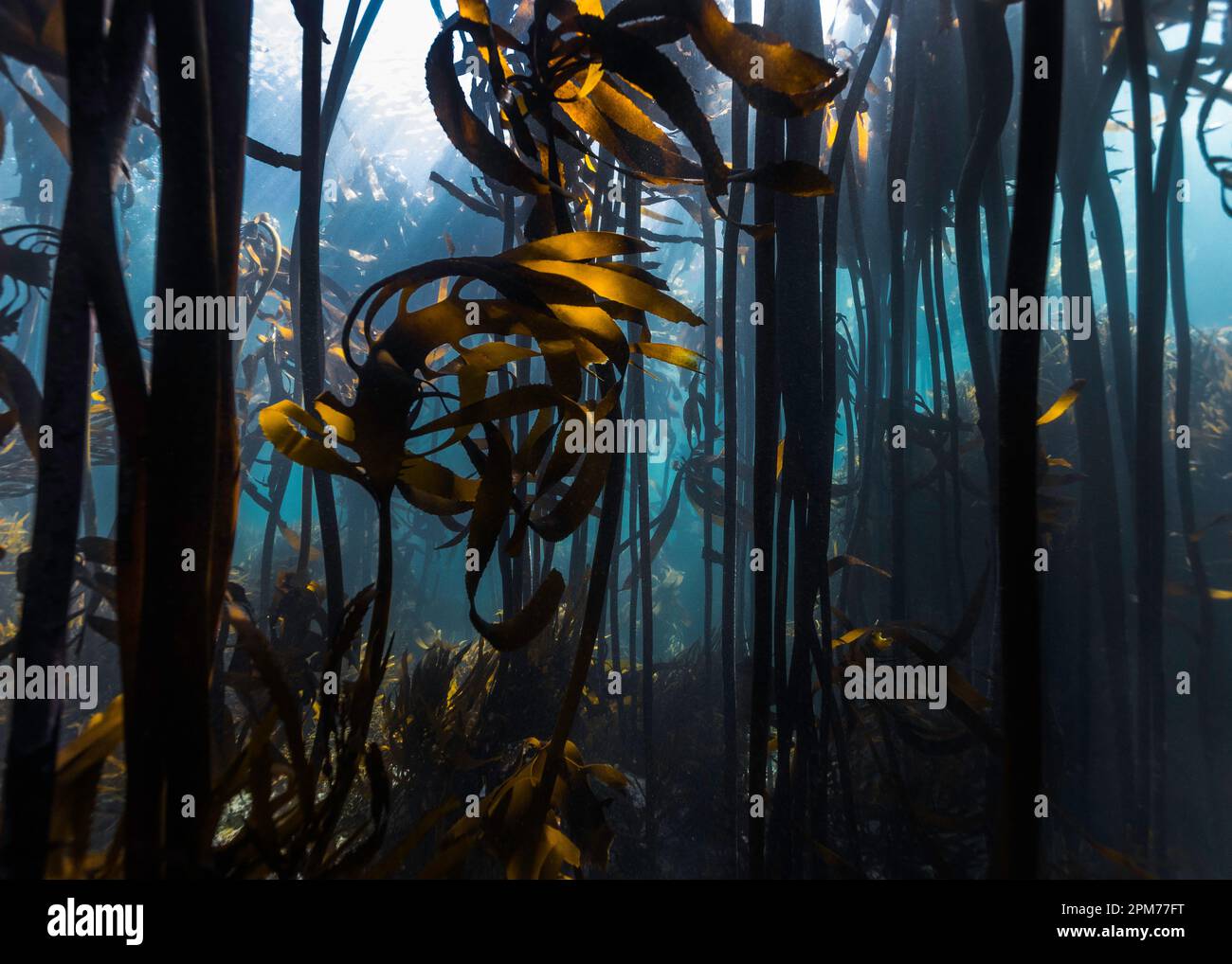 Una foresta di kelp con Ecklonia maxima dal basso con gli alti gambi che raggiungono la superficie dell'acqua e alcune foglie di Laminaria pallida corte che ondeggiano Foto Stock