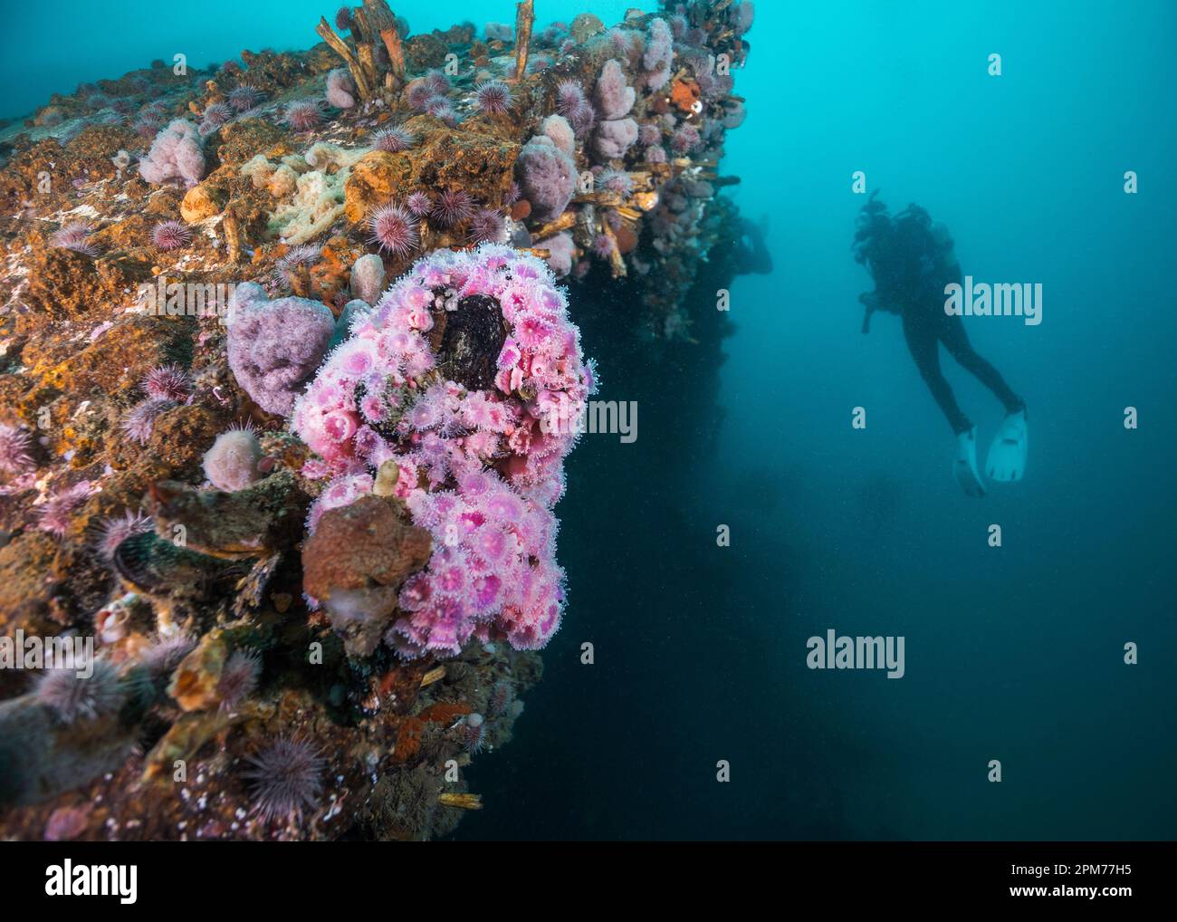 Primo piano di un relitto sottomarino ricoperto di corallo e altre forme marine con una silhouette subacquea sullo sfondo Foto Stock