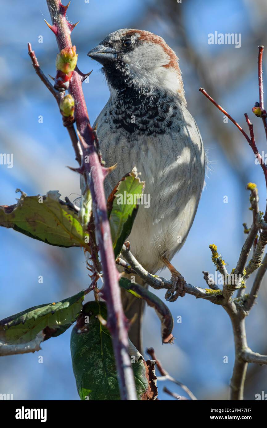 House Sparrow, Passer domesticus, George C. Reifel migratory Bird Sanctuary, Delta, British Columbia, Canada Foto Stock