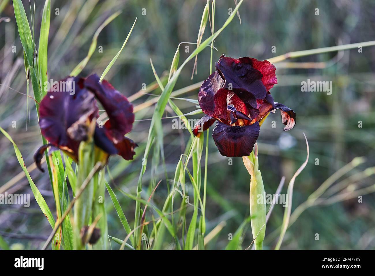 Argaman burgundy iris selvaggio o Iris atropurpurea o iris costiero fiorire in primavera campo al tramonto. Foto Stock