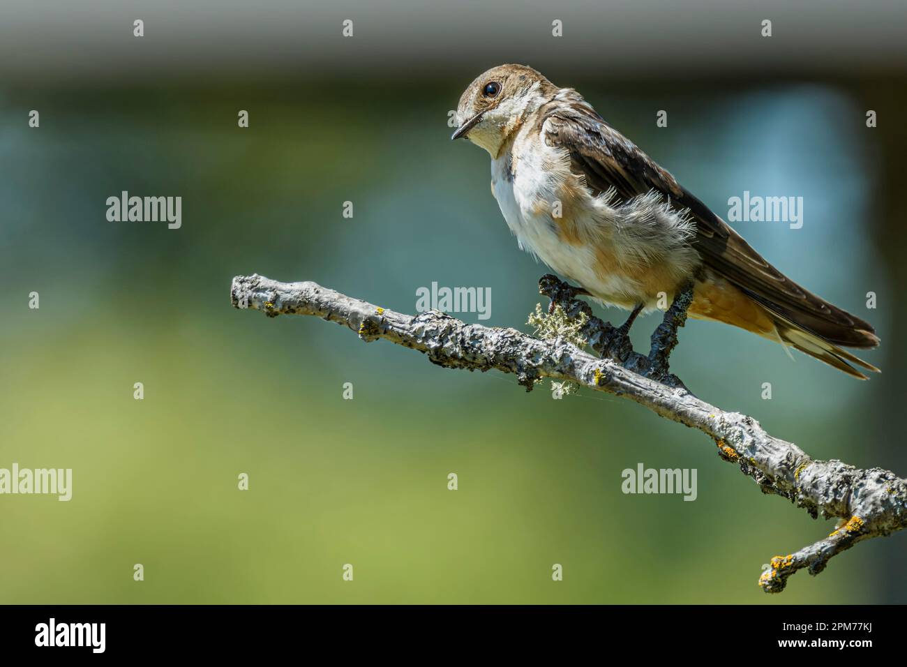 Albero giovanile Swallow, Tachycineta bicolor, George C. Reifel Migratory Bird Sanctuary, Delta, British Columbia, Canada Foto Stock