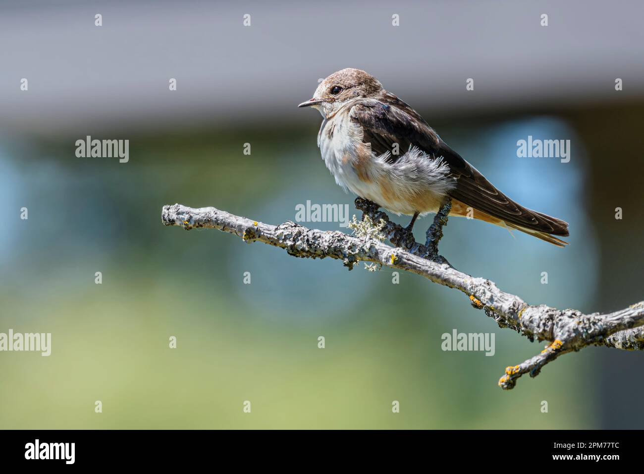 Albero giovanile Swallow, Tachycineta bicolor, George C. Reifel Migratory Bird Sanctuary, Delta, British Columbia, Canada Foto Stock