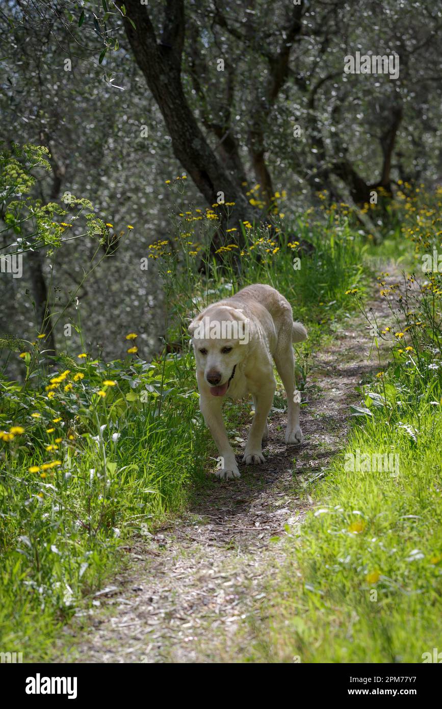 Un anziano Labrador Retriever di 13 anni che cammina nella zona boscosa Foto Stock