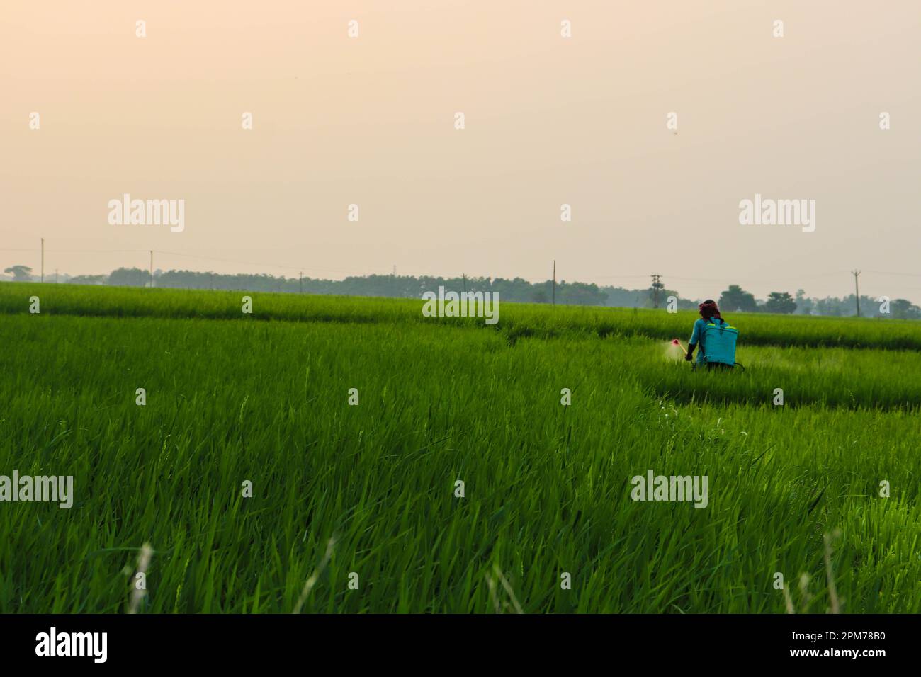 Contadino che lavora in un Green Paddy Fiel con uno Sprayer nella sua schiena. Coltivatore che fa duro lavoro con un irroratore di pesticidi in un campo fresco di Paddy. Foto Stock