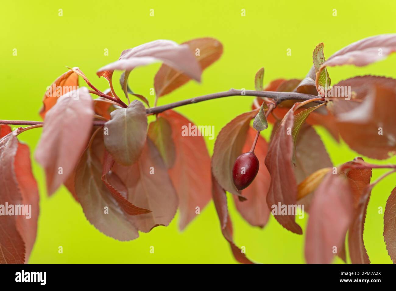 italia, Lombardia, prugna ciliegia o prugna Myrobalan, Prunus Cerasifera Foto Stock