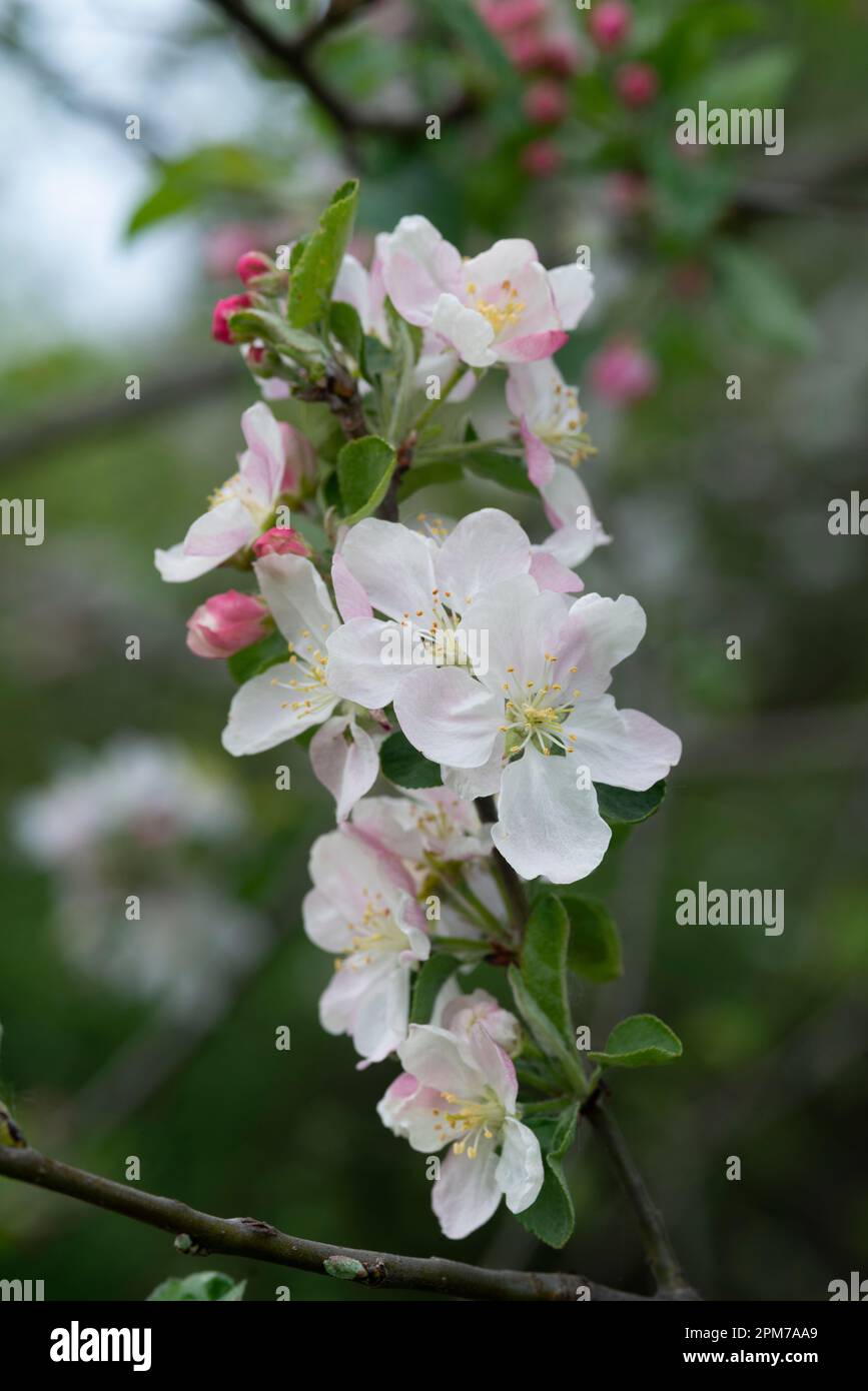 Italia, Lombardia, mela granchio europea, Malus Sylvestris, Fiori Foto Stock