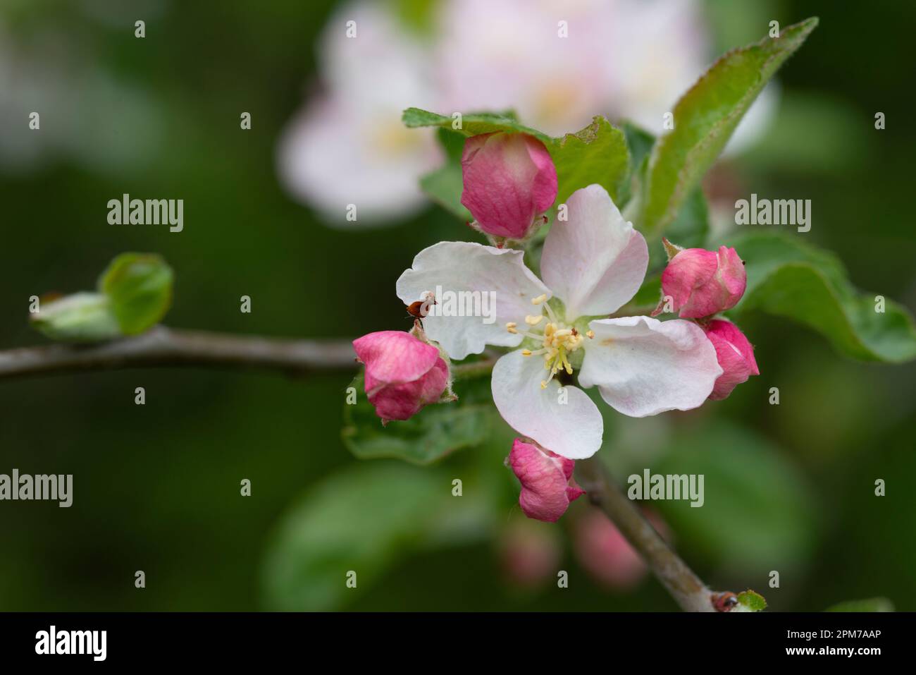 Italia, Lombardia, mela granchio europea, Malus Sylvestris, Fiori Foto Stock