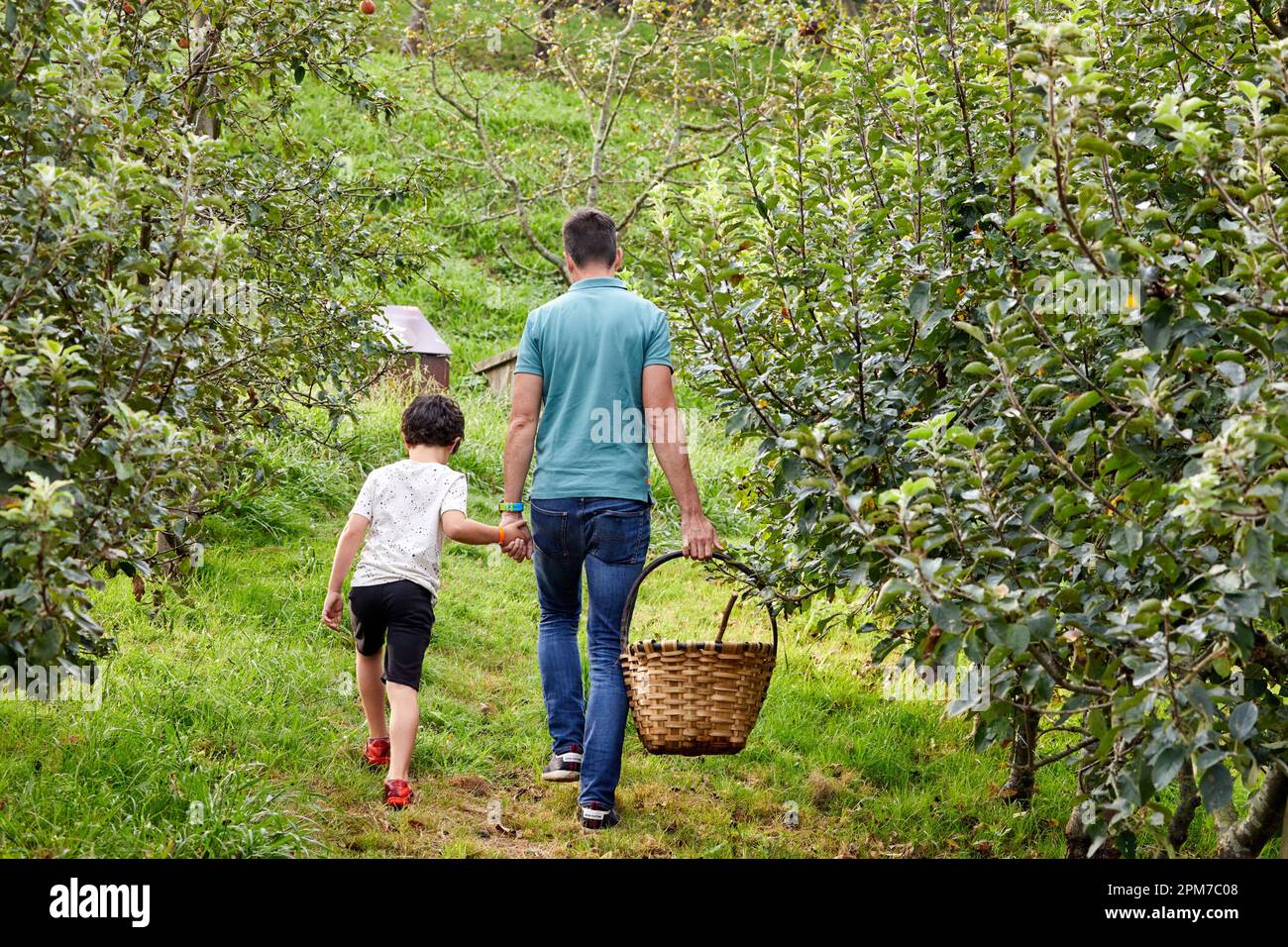Padre e figlio che raccolgono mele per fare sidro, Sagardoetxea - Basque Cider Museum, Astigarraga, vicino Donostia, San Sebastian, Pais Vasco, Spagna Foto Stock