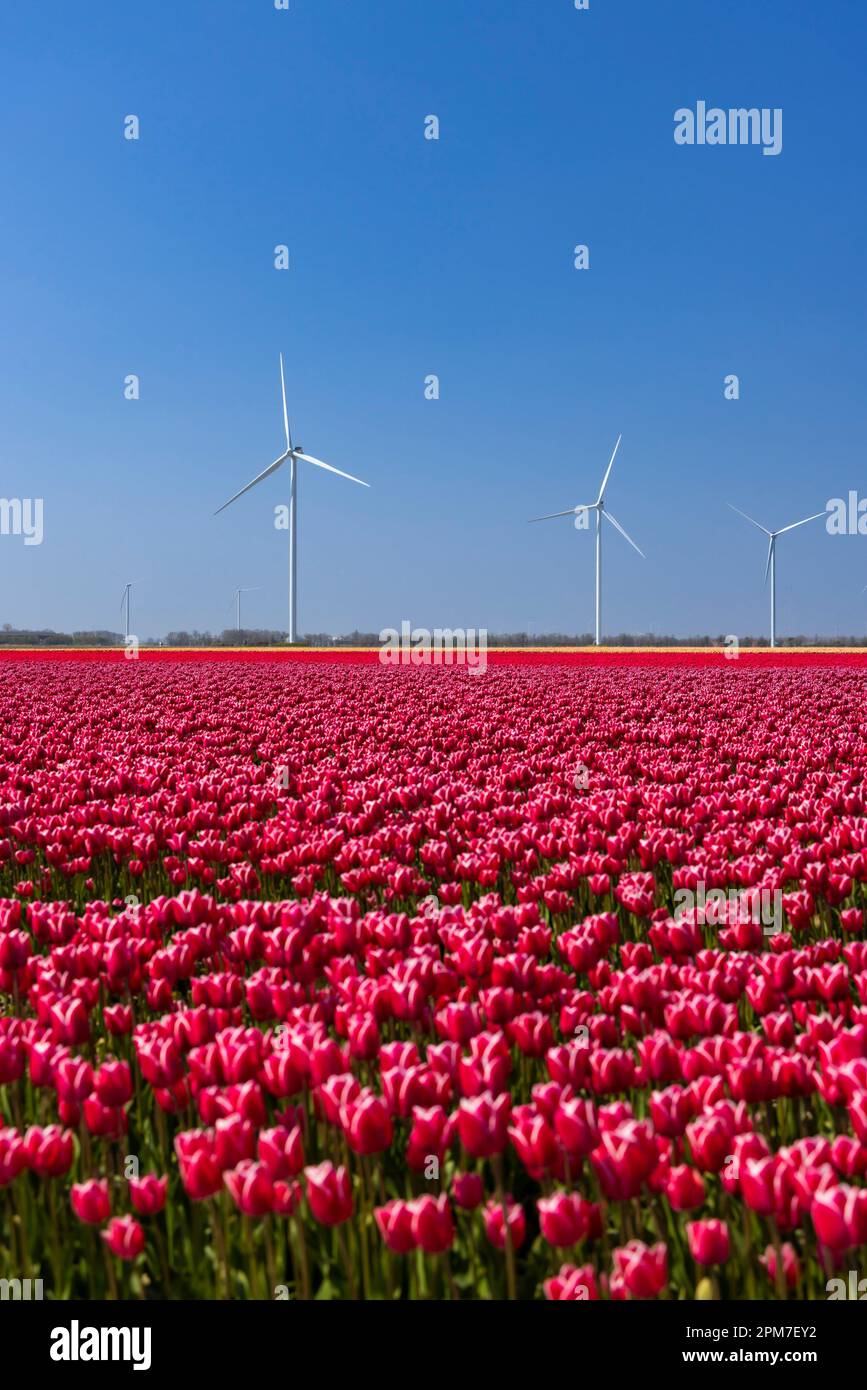 Turbine eoliche con campo di tulipano, Olanda del Nord, Paesi Bassi Foto  stock - Alamy
