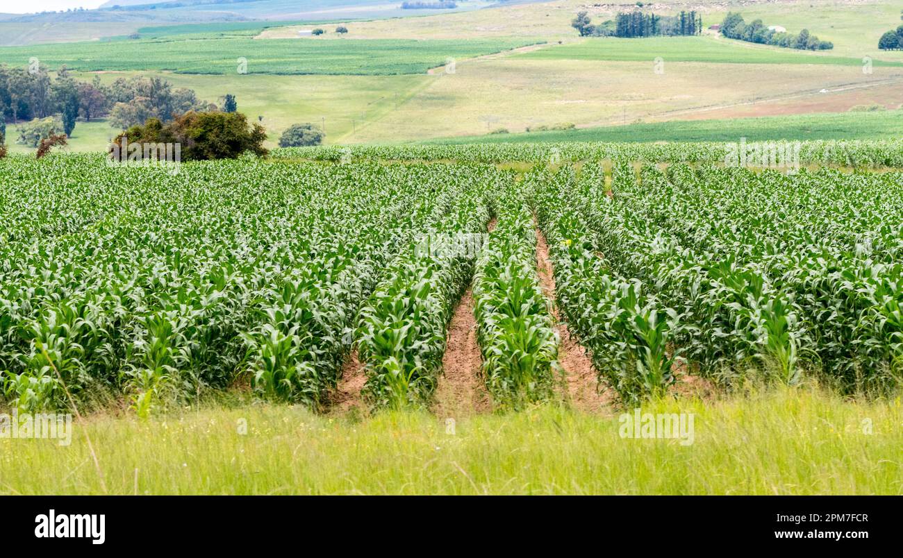 Mais, mais o mielie raccolti in una fattoria o paesaggio agricolo scena in Free state, Sud Africa Foto Stock