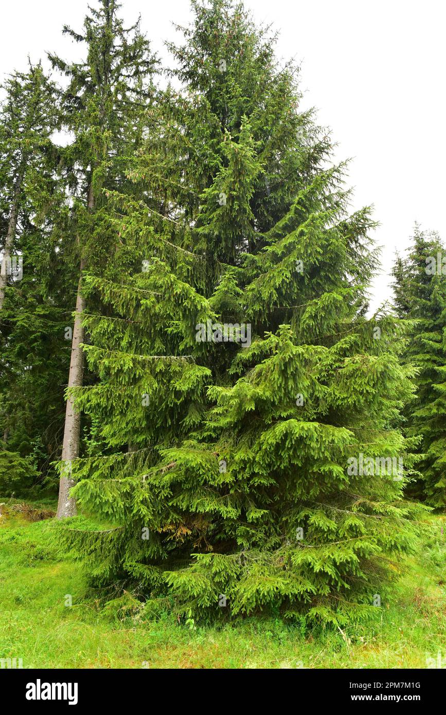 L'abete rosso europeo (Picea abies) è un albero sempreverde originario dell'Europa centrale e settentrionale. Questa foto è stata scattata a Vosgi, Francia. Foto Stock