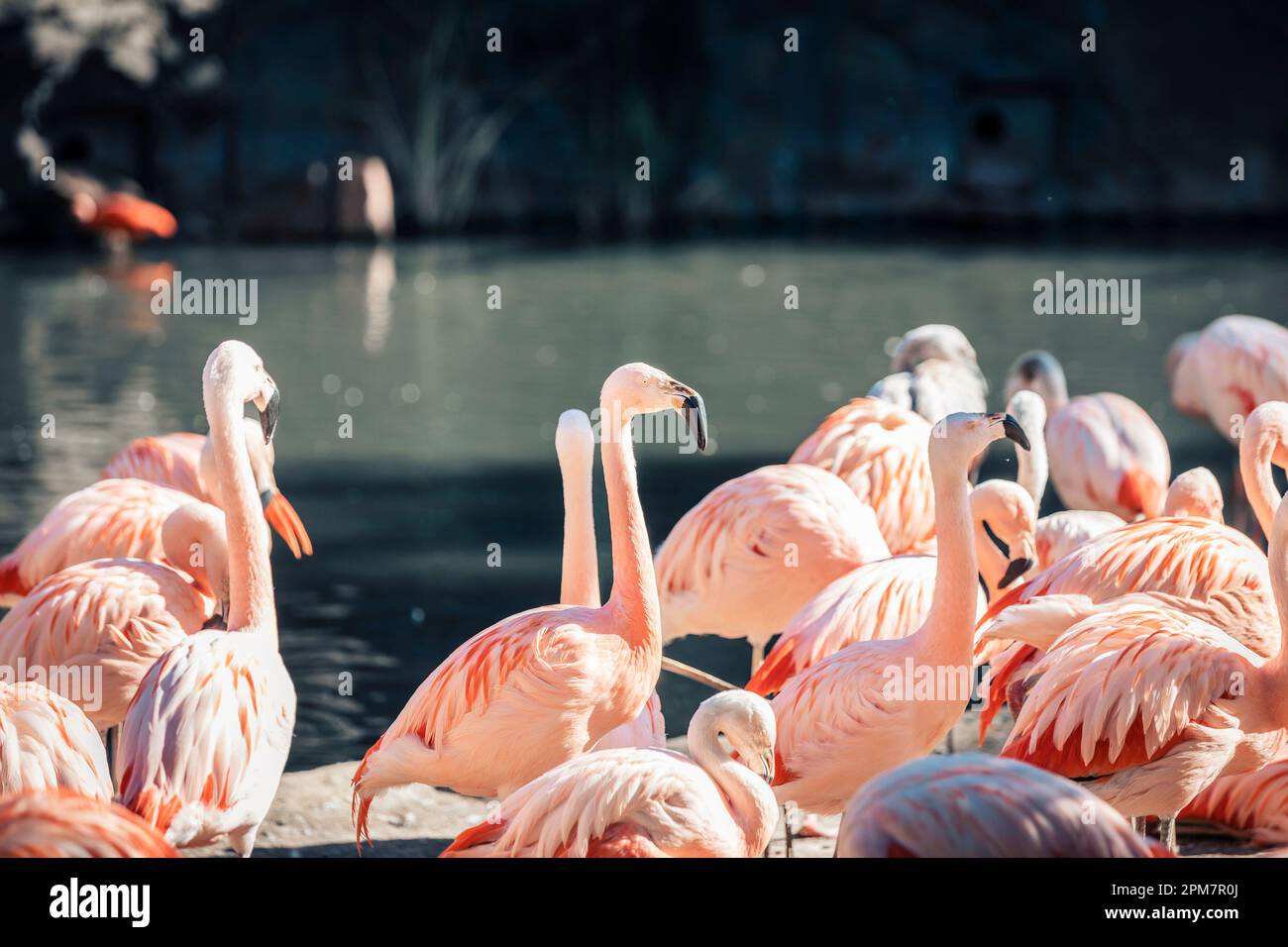 gruppo di bellissimi fenicotteri colorati Foto Stock