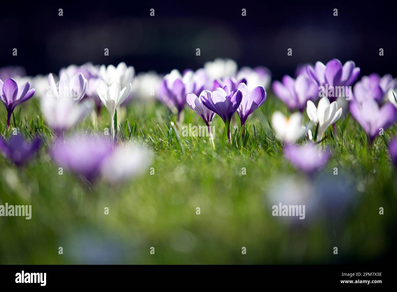 Croci in fiore il 1 marzo 2021 che è il primo giorno di primavera. Foto Stock