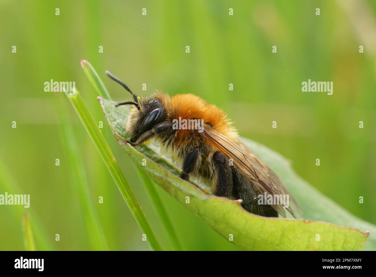 Primo piano superficiale su un'ape femminile con patch grigie, Andrena nitida, seduta su una foglia verde su uno sfondo sfocato Foto Stock