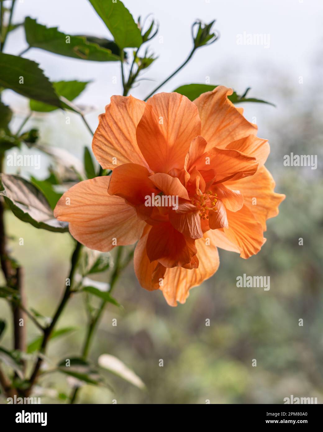 Vista in primo piano verticale del colorato hibiscus arancione rosa sinensis fiore fiorito all'aperto su sfondo naturale luminoso Foto Stock