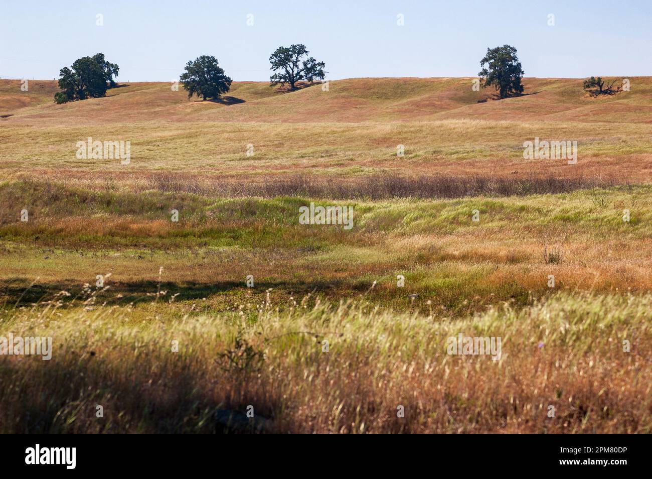 Shasta-Trinity National Forest in California Foto Stock