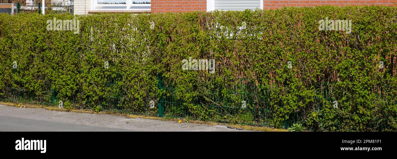 Privet Hedge, Dortmund, Renania settentrionale-Vestfalia, Germania, Europa Foto Stock