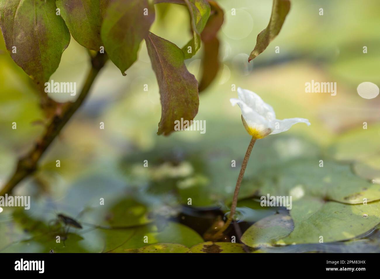Francia, Isere, Frog Bite o Morene Hydrocharid (Hydrochalis morsus ranae) Foto Stock