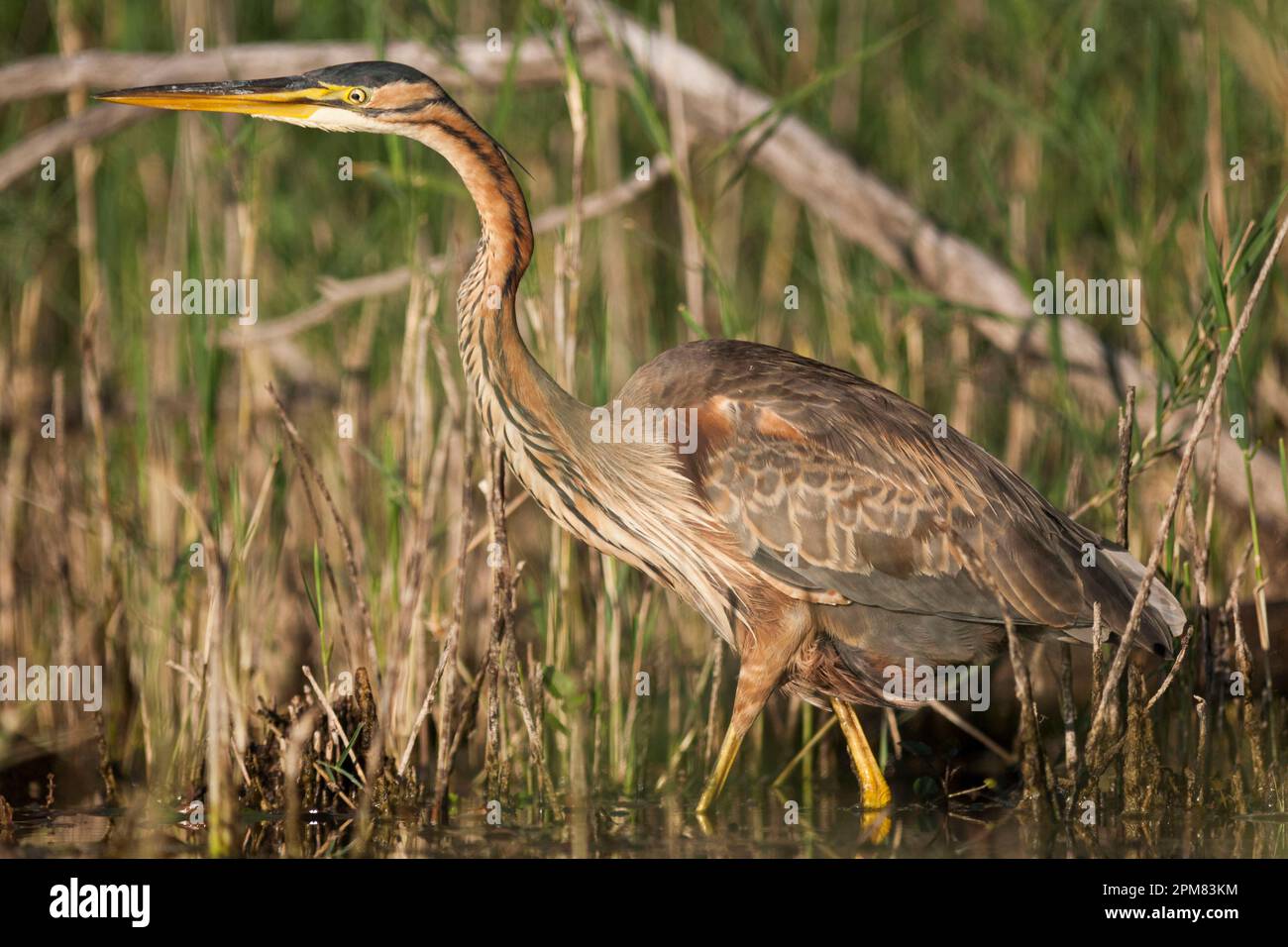 Francia, Isere, Riserva Naturale Etang de Lemps, Heron Viola (Adea pupillea) Foto Stock