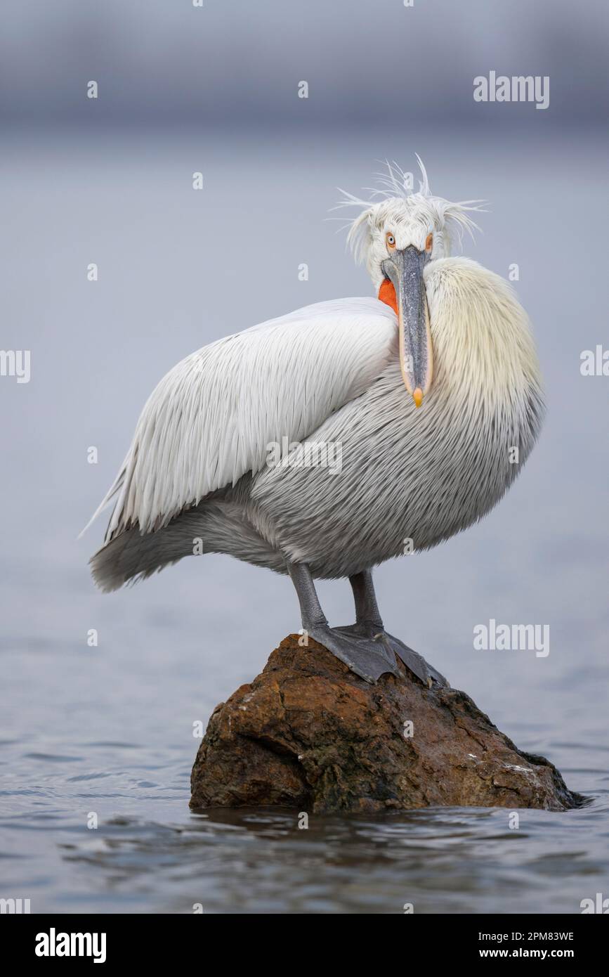 Grecia, Macedonia, Lago Kerkini, Dalmazia Pelican (Pelecanus crispus) Foto Stock