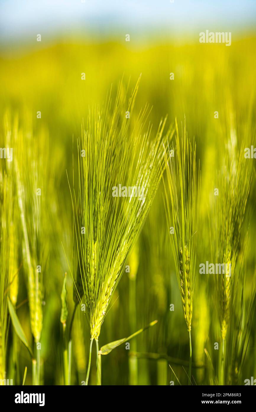Francia, Seine Maritime, Saint-Aubin-le-Cauf, dettagli di spighe in un campo di grano verde Foto Stock