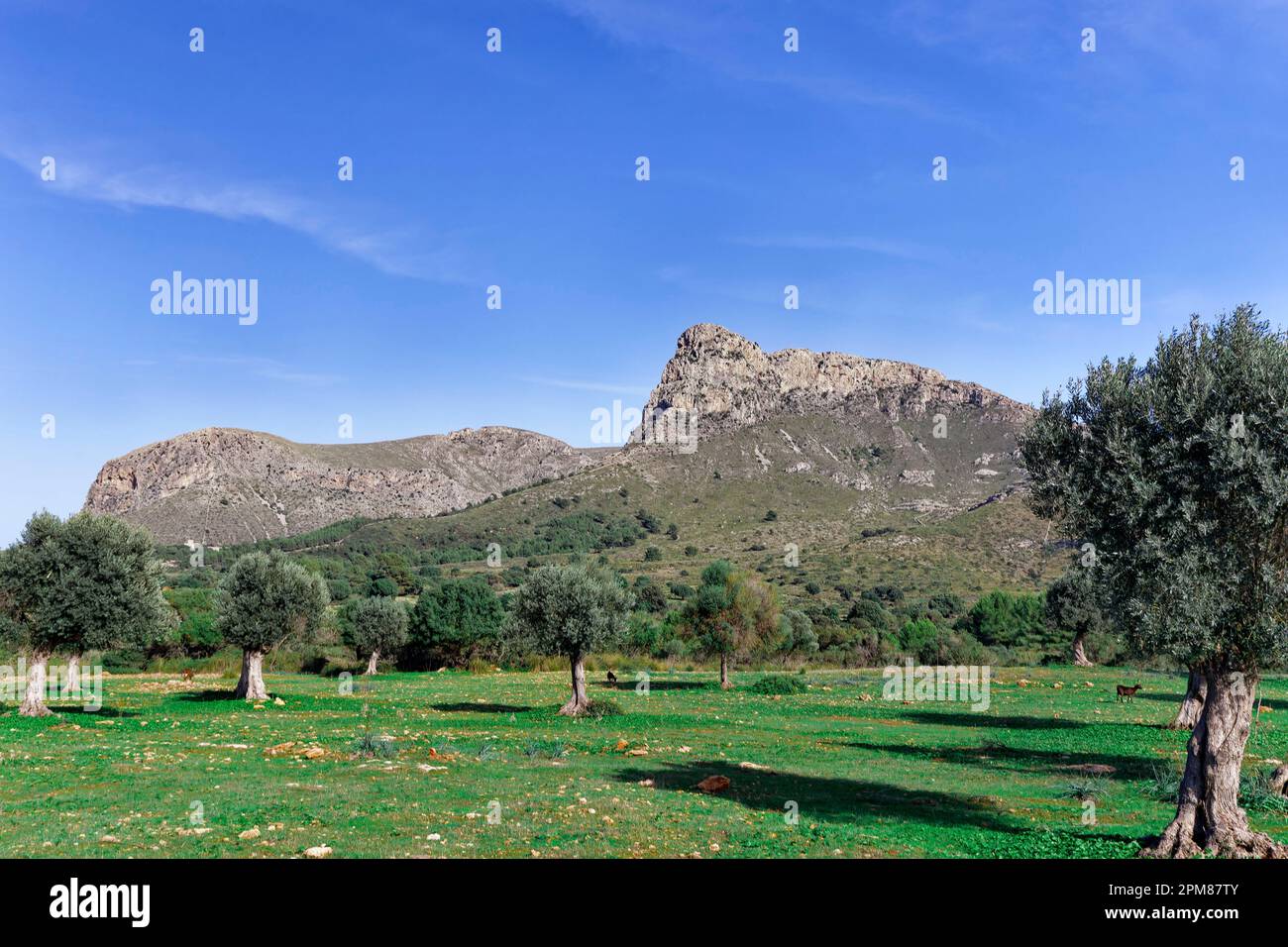 Spagna, Isole Baleari, Maiorca, Baia di Alcúdia, Colonia de Sant Pere, uliveti, sullo sfondo il Parco Naturale del Península de Llevant e le montagne Foto Stock