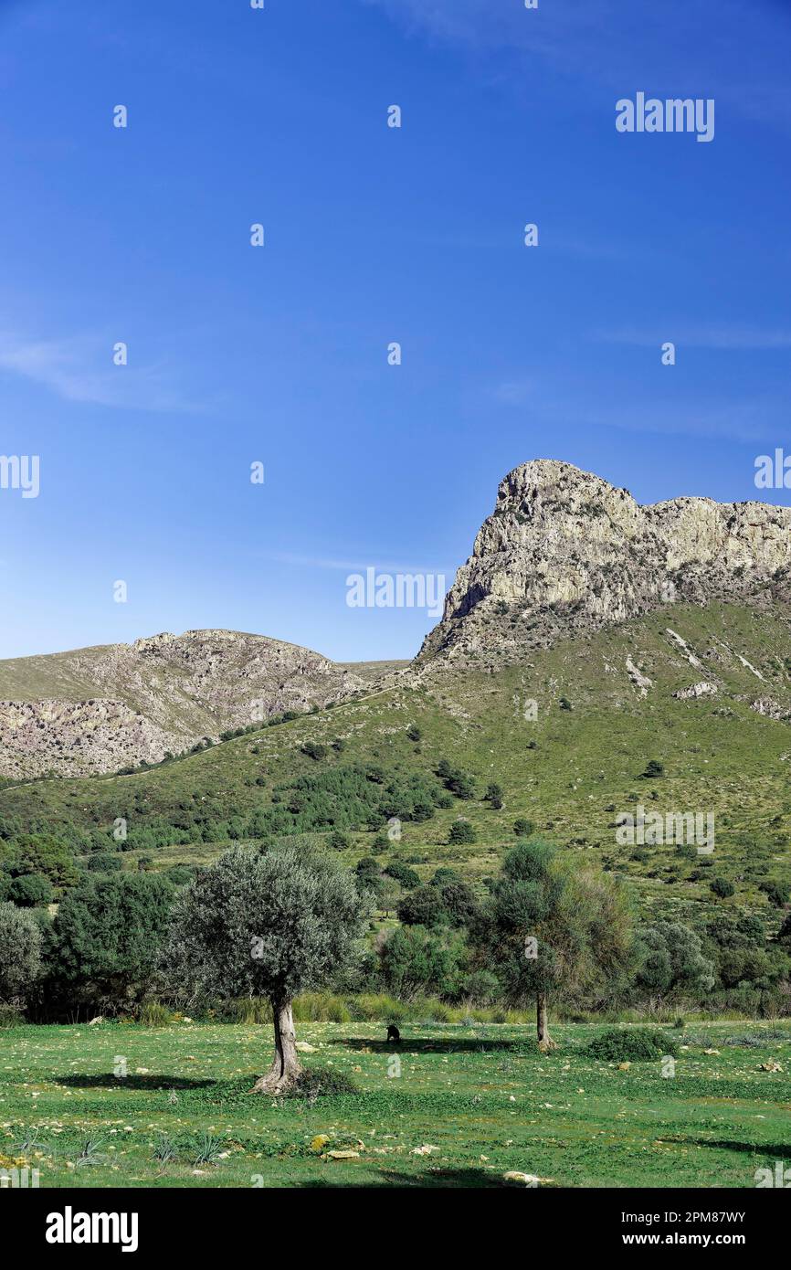 Spagna, Isole Baleari, Maiorca, Baia di Alcúdia, Colonia de Sant Pere, uliveti, sullo sfondo il Parco Naturale del Península de Llevant e le montagne Foto Stock